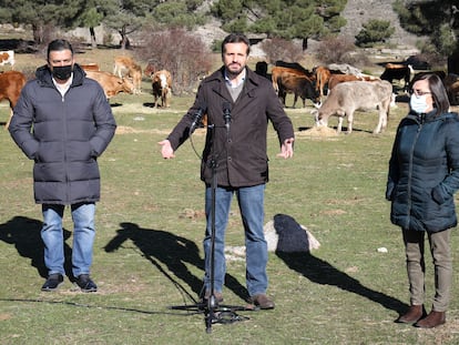 El presidente del PP, Pablo Casado durante su visita a una explotación ganadera extensiva de vacuno en Navas del Marqués, el pasado 14 de enero, en Navas del Marqués, Ávila, Castilla y León.