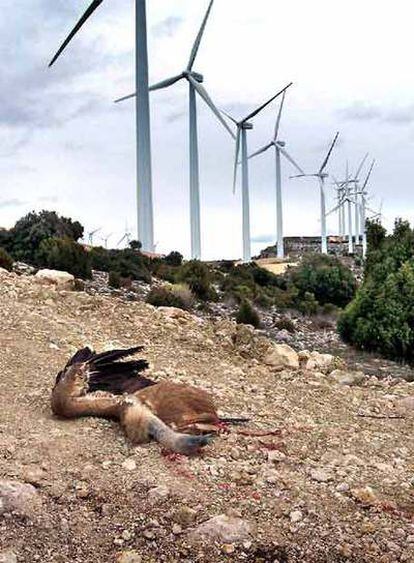 Buitre muerto al pie de unos aerogeneradores, en Els Ports.