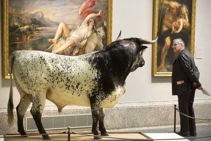 Un visitante contempla el 'Toro de Veragua', instalado en el Museo del Prado.