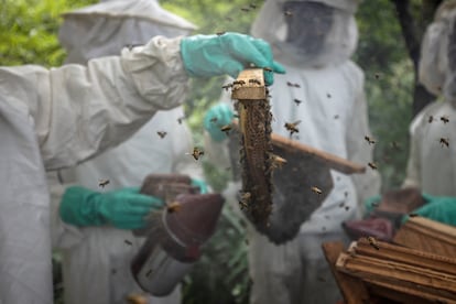 La fotografía ganadora en la categoría 'Protegiendo Nuestro Planeta' presenta los esfuerzos del Centro de Conservación de Chimpancés en Guinea para proteger la naturaleza y empoderar a las comunidades locales. Roberto García-Roa, biólogo evolutivo y fotógrafo afiliado a la Universidad de Lund (Suecia), explica que el proyecto de apicultura sostenible en las aldeas circundantes de Faranah es una solución inspiradora para combatir la deforestación causada por la recolección tradicional de miel de abejas silvestres. Al cultivar su propia miel, los habitantes locales evitan la tala de árboles y aumentan la producción.