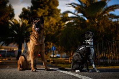 Los perros Policía Stan Lee y Hermes, de la Unidad canina de la Policía Local de Granada.