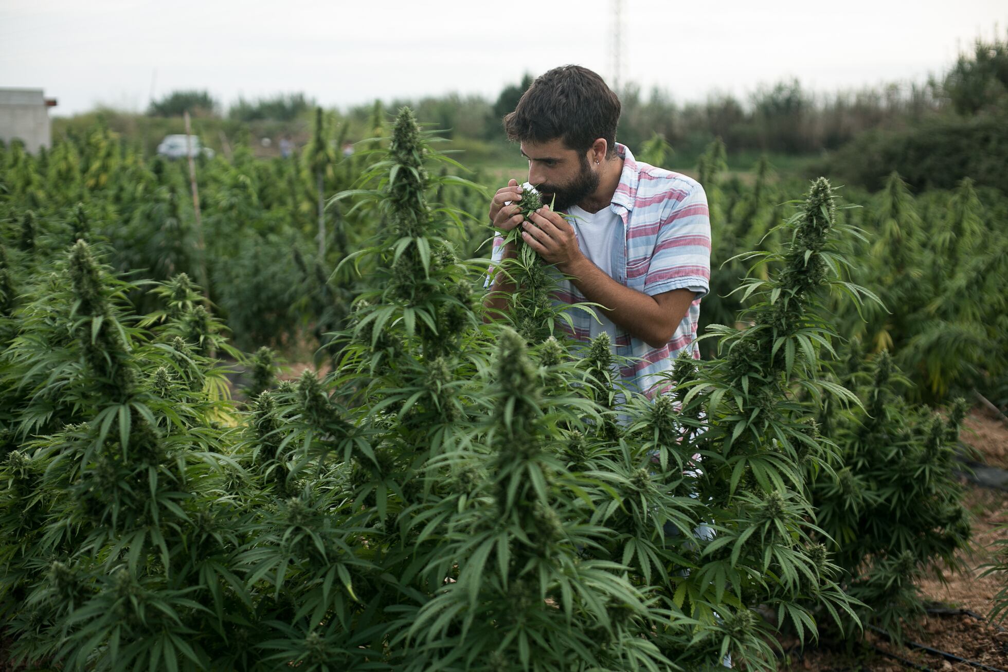 SIEMBRA LEGAL DE MARIHUANA EN COMUNIDADES DE OAXACA