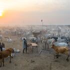 TEREKEKA, SOUTH SUDAN - FEBRUARY 13: Aerial view of long horns cows in a Mundari tribe cattle camp, Central Equatoria, Terekeka, South Sudan on February 13, 2020 in Terekeka, South Sudan. (Photo by Eric Lafforgue/Art in All of Us/Corbis via Getty Images)
