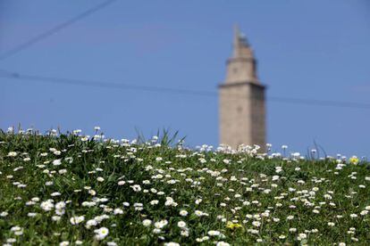 Campo de margaritas al pie de la Torre de Hércules, en A Coruña, el 24 de abril.