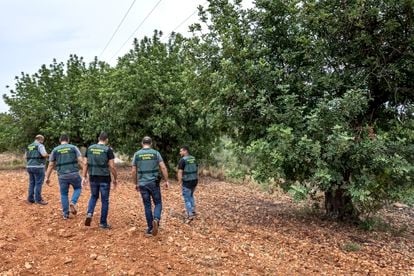 Agentes del Grupo ROCA de la Guardia Civil, especializados en los robos en el campo, junto a algarrobos plantados en el municipio de Catadau (Valencia).