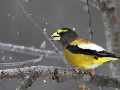 El pepitero norteño pertenece al grupo de los paseriformes, el orden aviar que más población está perdiendo. En vídeo, imágenes de American Bird Conservacy sobre la desaparición del 50% de las aves más comunes.