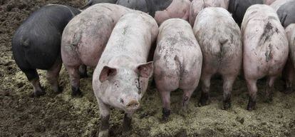 Varios cerdos criados en una granja ecol&oacute;gica de Germering (Alemania).