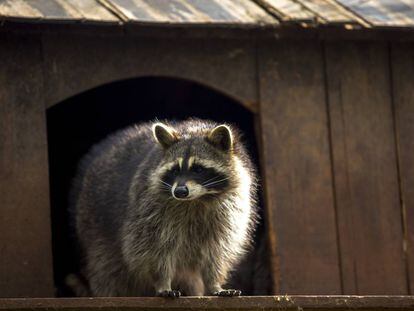 Un mapache en una casa de madera. 