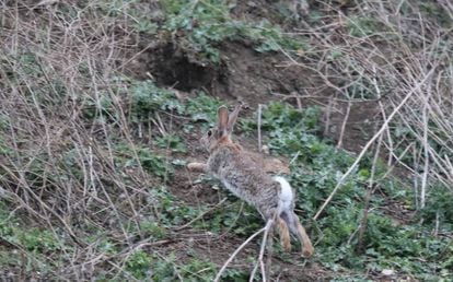 Un conejo entra en una madriguera excavada en el borde de una vía férrea en Getafe (Madrid). 