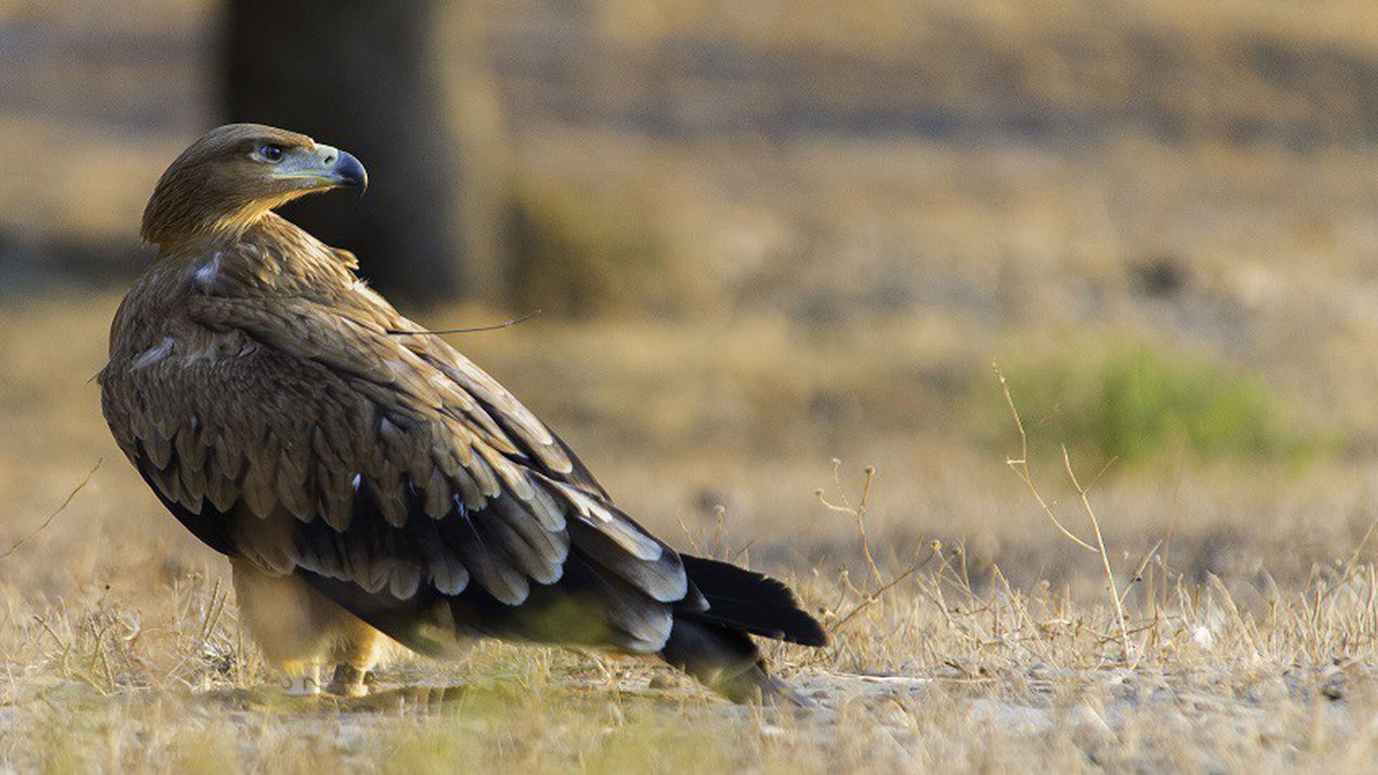 Salvando al águila imperial ibérica | Ciencia | EL PAÍS