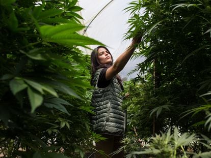 Plantación de cannabis para uso medicinal en Ecuador, en una imagen captada el pasado 4 de mayo.