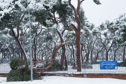 Un árbol cae en Puerta del Ángel durante la nevada provocada porr el temporal Filomena. |