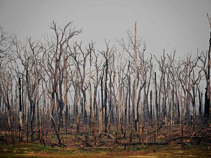Árboles tras un incendio en el Estado de Rondonia, en el oeste de Brasil, en julio de 2019.