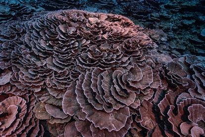 Un detalle de los corales descubiertos. 