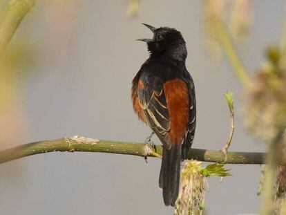 Ejemplar de turpial castaño en un parque de Nueva York.