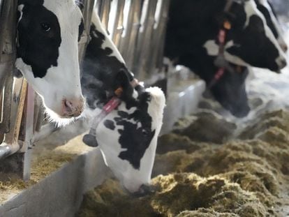 Vacas en una ganaderia de Karrantza, donde se ha presentado un proyecto para la transformación sostenible de la ganadería en Euskadi, Cataluña, Navarra y Cantabria.