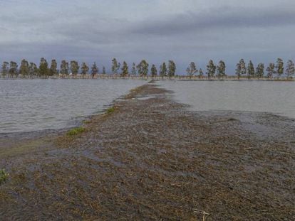 Arrossars del delta de l'Ebre inundats d'aigua de mar.