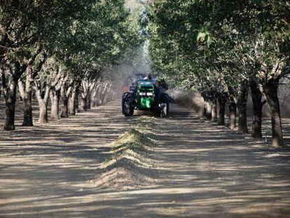 Un tractor-cosechador en un cultivo de almendros en California (EE UU)