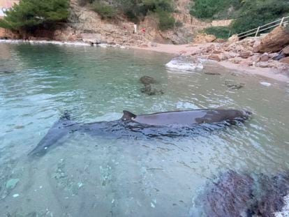 Una imagen del cetáceo varado en una playa de Begur, en la Costa Brava. / Policía Municipal de Begur