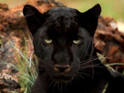 capítulo Consejo Señor Un estudio documenta la existencia del leopardo negro en África por primera  vez en 110 años | Mundo animal | EL PAÍS