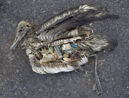 Un albatros, con el estómago lleno de plástico.