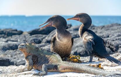 Una iguana marina frente a dos cormoranes, en las Galápagos.