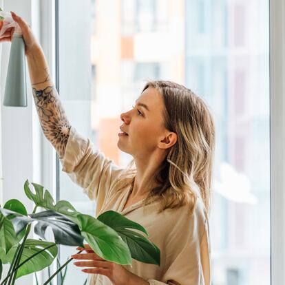 Cáctus, potos, lirios y otras variedades muy fáciles de regar. GETTY IMAGES.