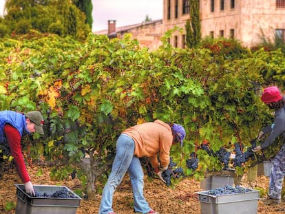 Temporeros durante la vendimia en La Rioja. 