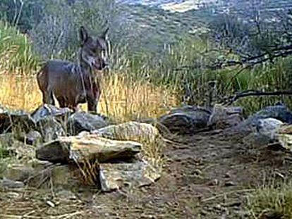 Imagen del lobo en el Parque Nacional de Guadarrama.