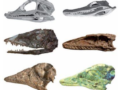 Juvenile Alligator skull and adult Alligator skull. Middle: Juvenile and adult Coelophysis skulls. Bottom: Juvenile and adult Archaeopteryx skulls.