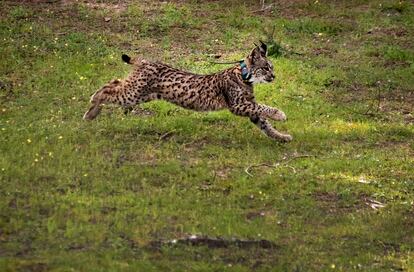 ’Pepa’, una hembra de lince ibérico soltada en libertad en el espacio natural de Doñana.