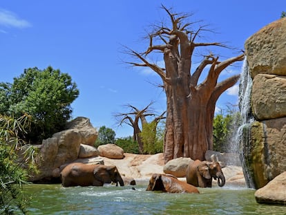 El nacimiento de la pequeña bebé elefante, de nombre Makena, ha sido posible gracias al compromiso de conservar la naturaleza, proteger el medioambiente y preservar las especies en peligro de extinción.