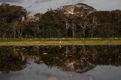 Un grupo de garzas blancas se posa sobre un humedal en medio de la Amazonía. En medio de paisajes deslumbrantes, la escasez de servicios médicos es patente.