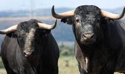 Dos toros de la ganader&iacute;a de Victorino Mart&iacute;n.