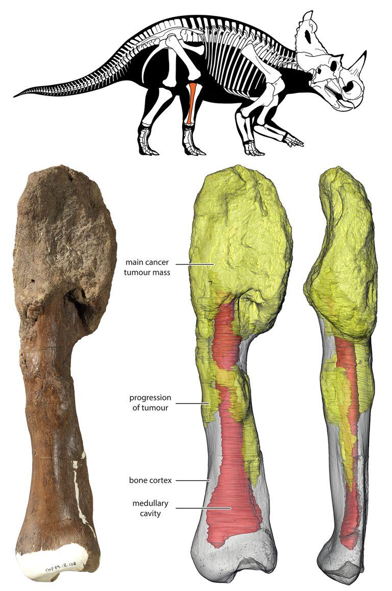 Diagnosticado Un Tumor Maligno En Un Dinosaurio Que Murio Hace 76 Millones De Anos Ciencia El Pais