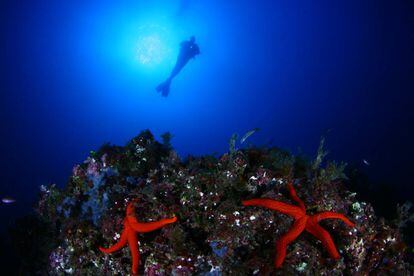 Buceo en las profundidades del Cabo de Palos, en Murcia.