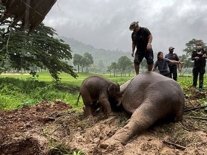 Rescue workers perform CPR for a mother elephant after it fell into a manhole in Khao Yai National Park, Nakhon Nayok province, Thailand, July 13, 2022. REUTERS/Taanruuamchon