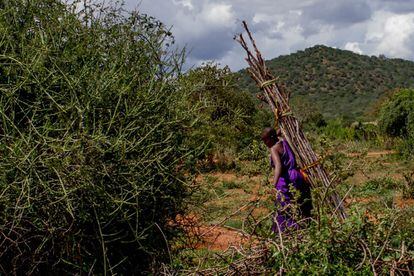 Quienes talan árboles lo hacen de manera ilegal y se enfrentan a multas de hasta 100.000 chelines tanzanos (40 euros), una fortuna si se tiene en cuenta que el sueldo medio mensual en Tanzania es de unos 60 euros. En la imagen, una mujer masai carga con un montón de leña en los alrededores del lago Kalemawe.