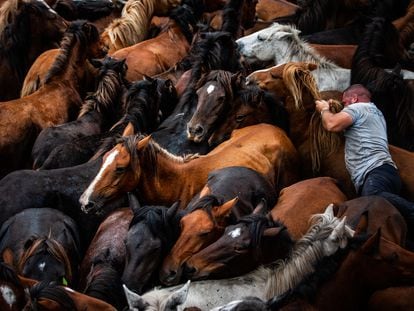 Primera Rapa Tradicional desde que empezó la pandemia. Los “aloitadores” rapan a las “bestas”, caballos que viven de manera salvaje en montes comunales gallegos.