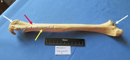 Jedna z kości North Hazelton uwzględniona w analizie.