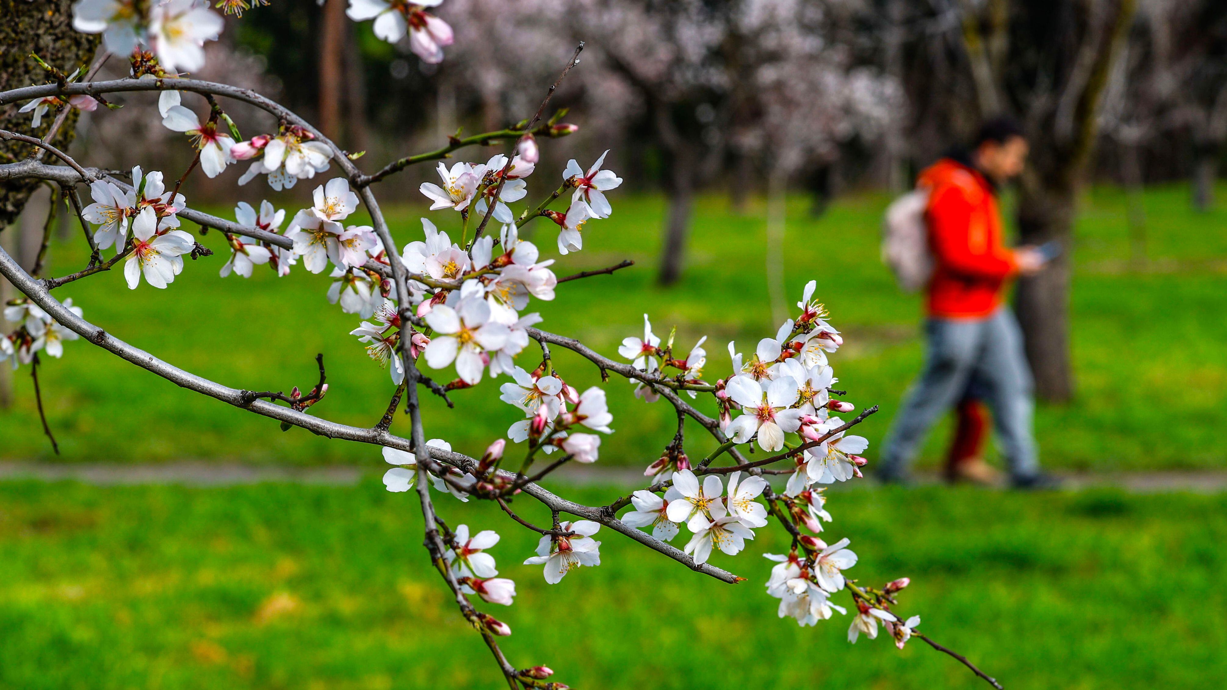 Floración adelantada de los almendros en la Quinta de los Molinos de Madrid, el 12 de febrero. 
