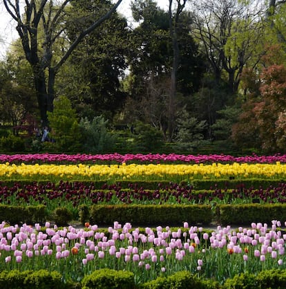 Tulipanes en el Real Jardín Botánico de Madrid. |