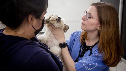 Una veterinaria examina a un perro.
