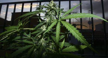 Varias plantas de marihuana.