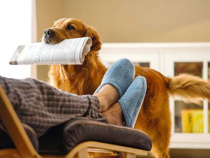 En la actualidad, muchos perros subcontratan la entrega de periódicos a sus dueños. 
