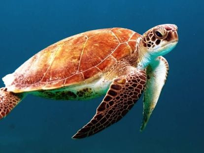 Un ejemplar de tortuga marina.