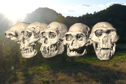 Los cinco cráneos humanos primitivos de Dmanisi (Georgia), del 1 al 5 (de izquierda a derecha).