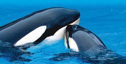 Hasta ahora nunca se había analizado la personalidad de las orcas.
