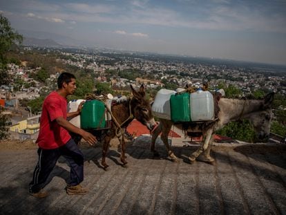 Un hombre utiliza burros para transportar galones de agua en el barrio de Xochimilco, Ciudad de México.