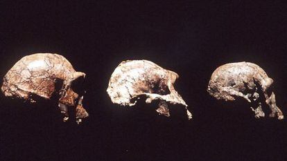 Cráneos del Homo ergaster, Austrolopitecus, y un Homo habilis.